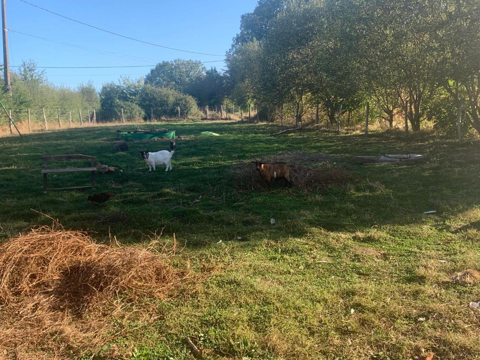Logement Independant Le Poulailler Proche Guedelon Treigny Exterior foto